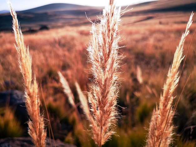 Natural grass seeds in Autumn at sunset