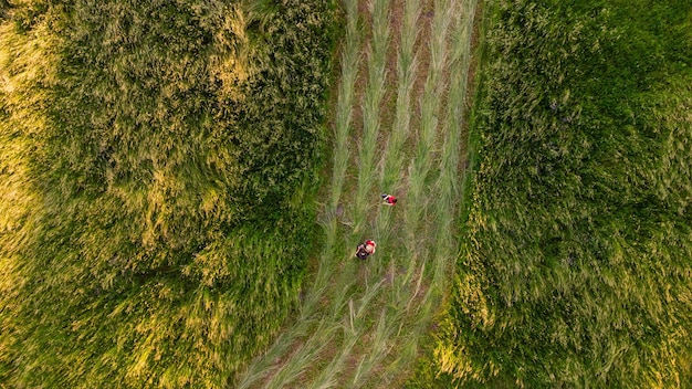 Natural grass texture, Aerial view of park.