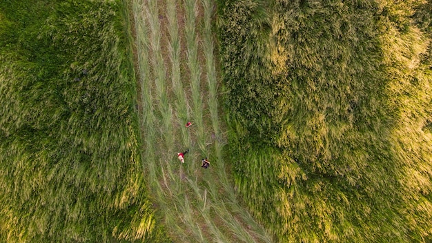 天然草のテクスチャ、公園の空撮。