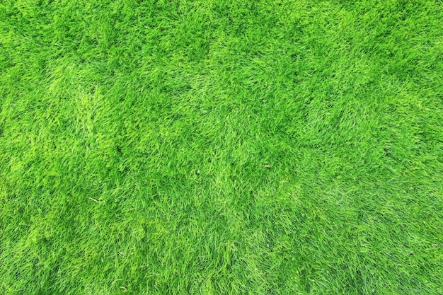 Natural Grass Texture Background