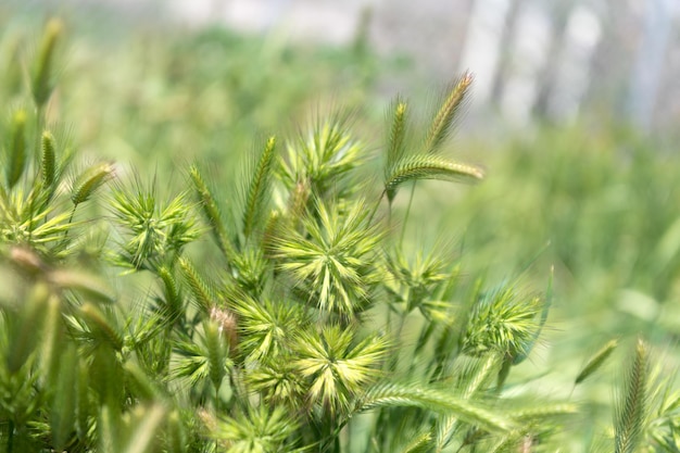 Natural grassland. selective focus backdrop. Field of grass. Green grass natural background. Green rye or wheat spikelets.