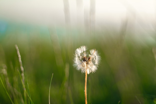 Natural green background of grass and a lone fluffy dandelion