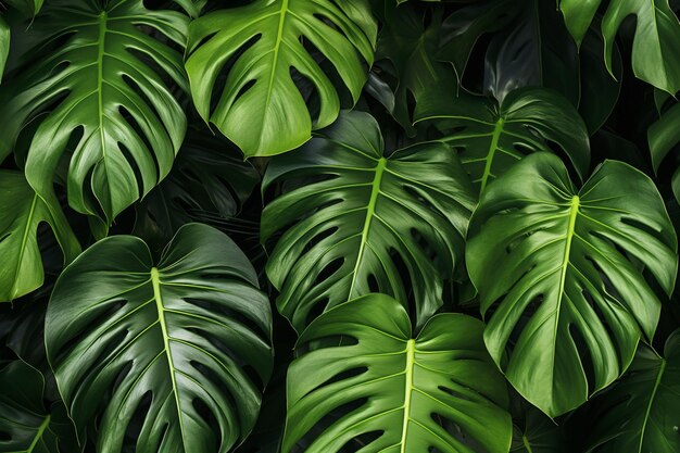 Photo natural green background of green leaves