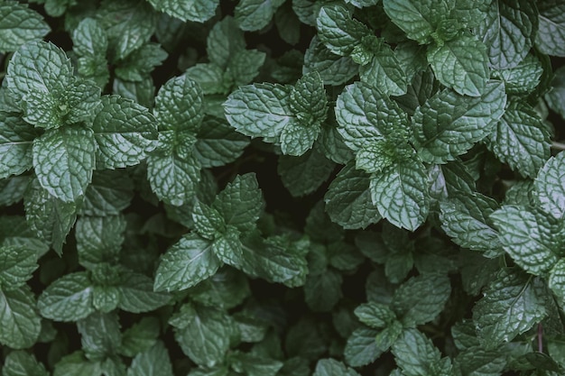 Natural green background of mint leaves