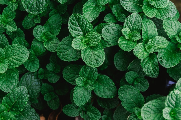 Natural green background of mint leaves