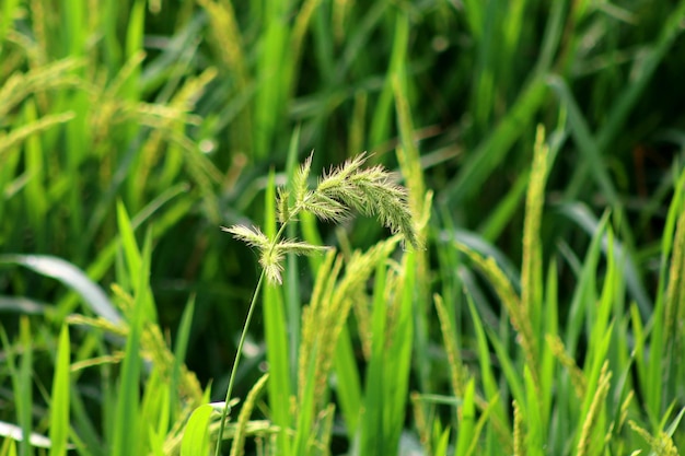 Natural green background at sunny day.