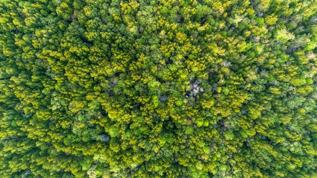 Natural green background or texture of top down Drone camera mangrove forest trees in thailand.