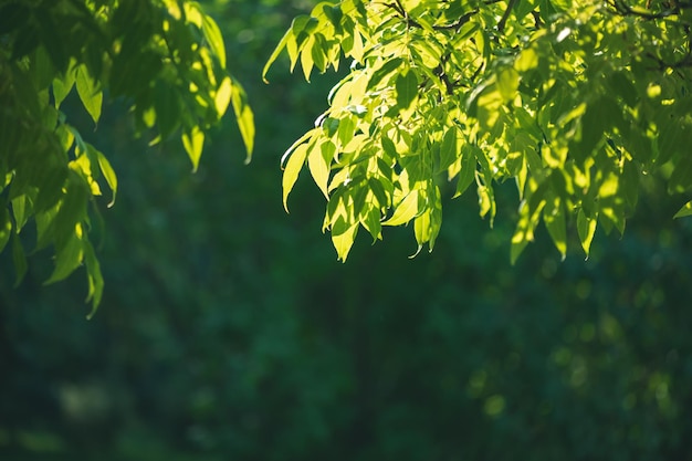 자연 녹색 배경 나무 잎 생태 자연