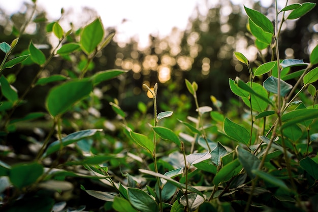 Natural green background with leaves in the park at sunset