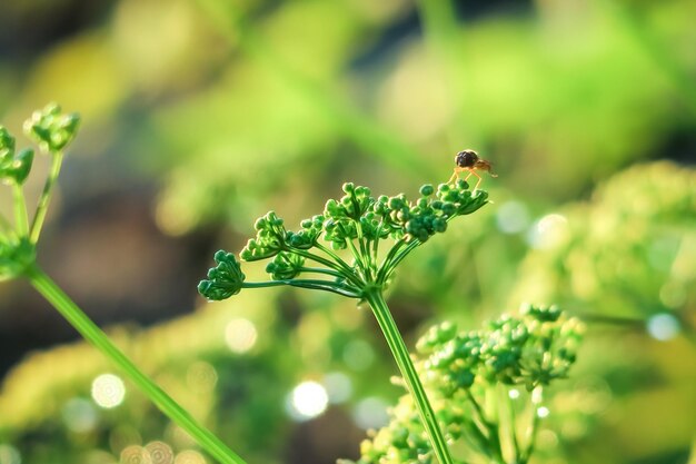 natural green background with selective focus and bokeh. nature concept