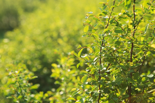 Natural green background with selective focus