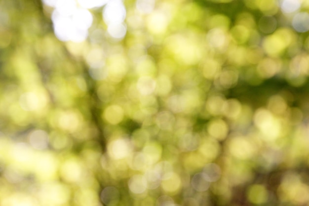 natural green blured autumn leaves background with bokeh