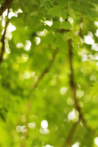 Natural green blurred abstract background.