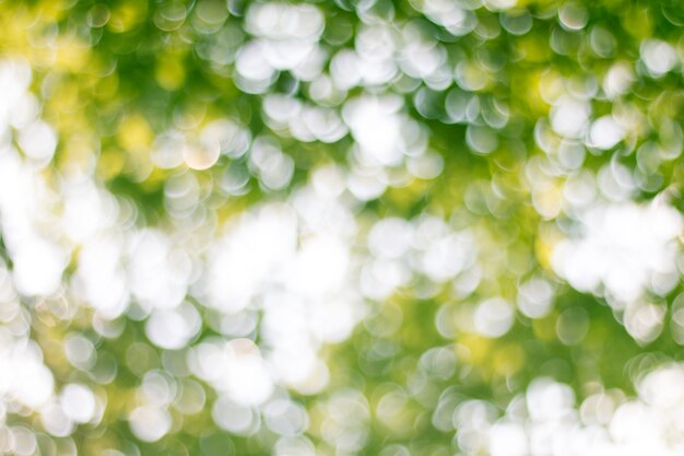 Natural green blurred abstract for background.
