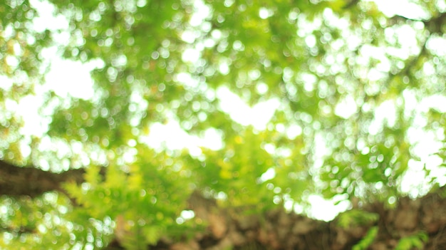 Natural green blurred background. Defocused green abstract background.