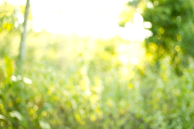 Natural green blurred background. Defocused green abstract background.