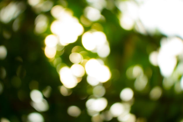 Natural green blurred background. Defocused green blurred background.