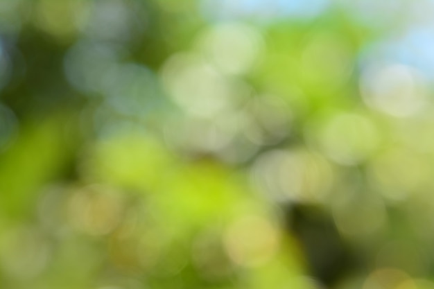 Natural green blurred background