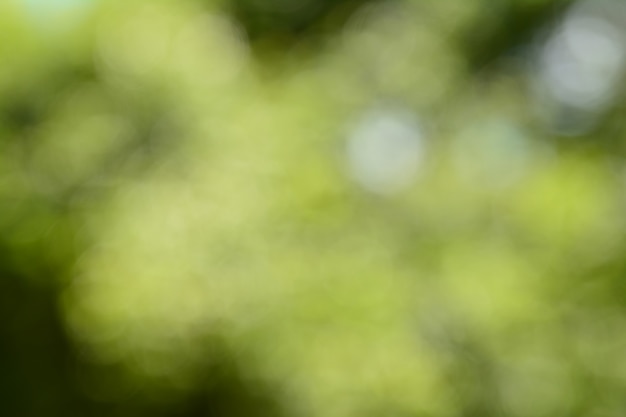 Natural green blurred background