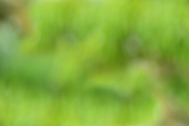 Natural green blurred background