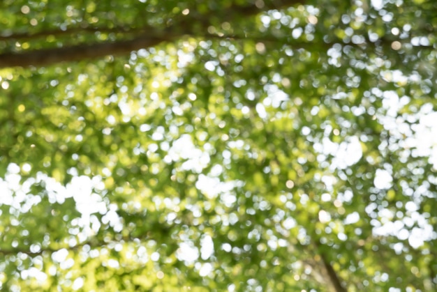 Natural green bokeh abstract background