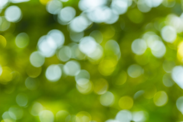 Natural green bokeh abstract background