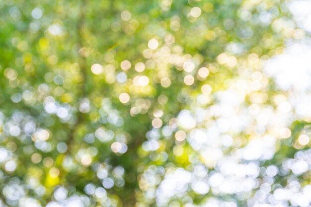 Natural green bokeh abstract background