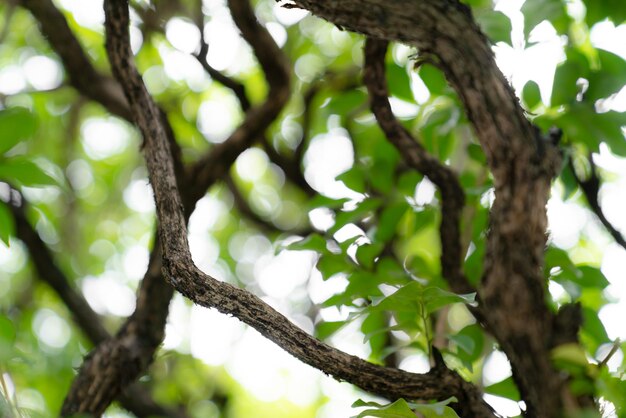 natural green bokeh abstract backgroundblurred textured