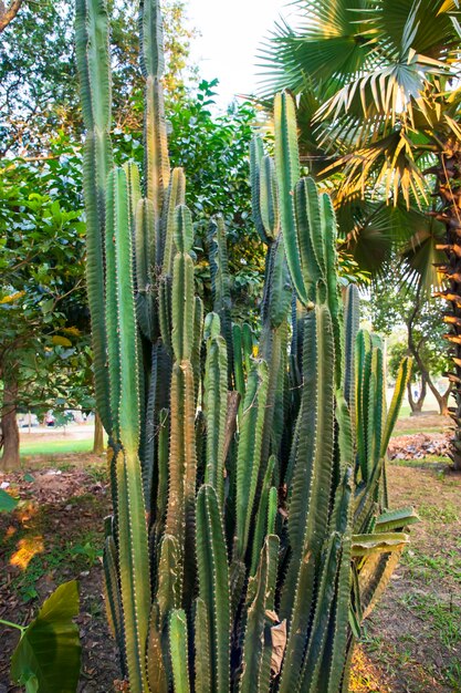 Natural Green Cactus in the garden