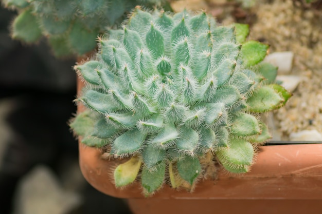 Natural green cactus in plastic flower pot. Close up