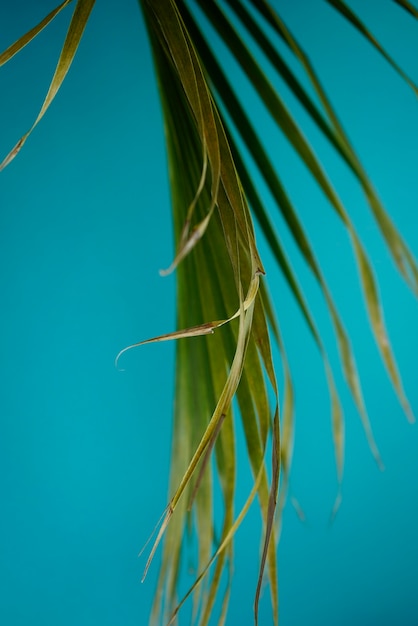 Natural green coconut palm leaf against light blue Wedgwood blue background Minimal vertical image s