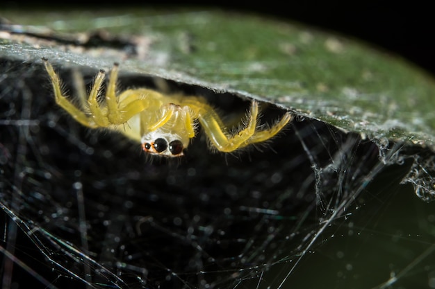 natural green environment closeup wildlife portrait