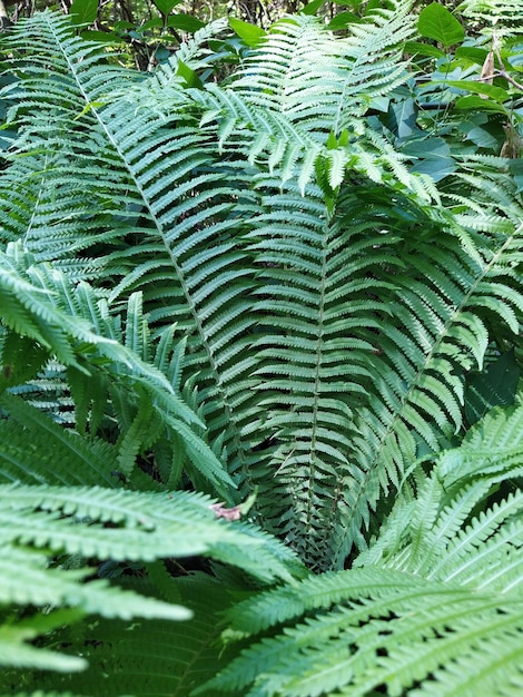 Foto foglie naturali di felci verdi