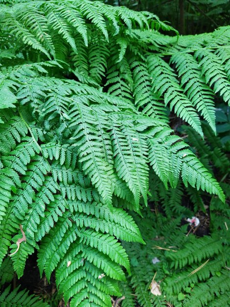 Foto foglie naturali di felci verdi