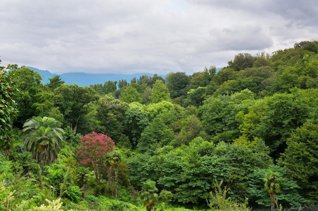 Natural green forest