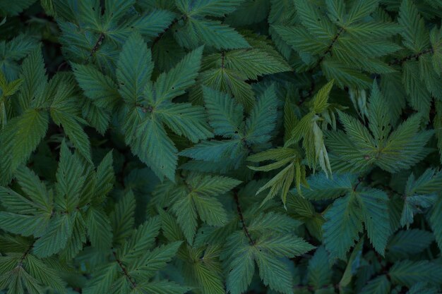 自然な緑の草の背景新鮮な芝生の上面図