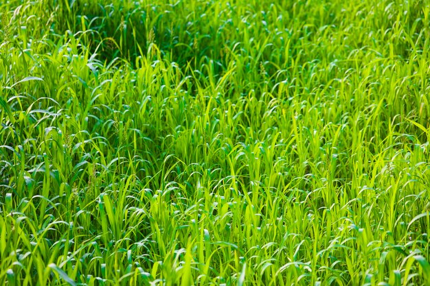 Natural Green Grass Background.