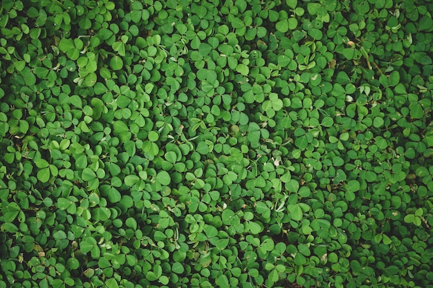 Natural green grass or clover leaves can be use as background