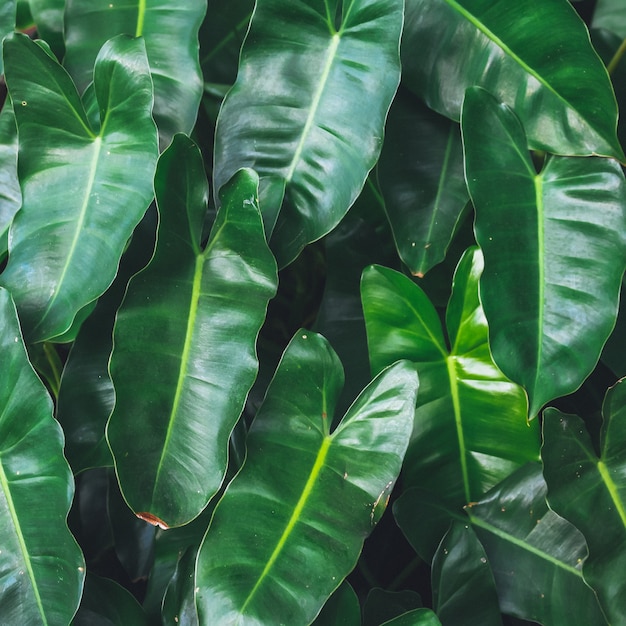 Natural green leaf background with vintage filter