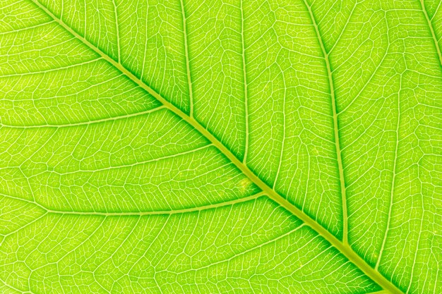 Natural green leaf background