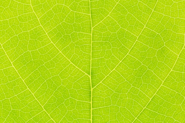 Natural green leaf background