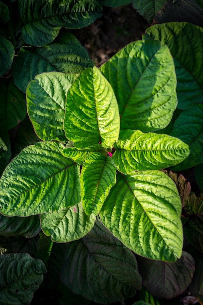 Photo natural green leaf background