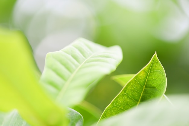 庭のエコロジーでぼやけた日光の自然の緑の葉新鮮な葉の木は美しい植物を閉じる