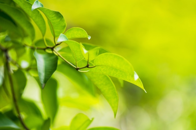 Природный зеленый лист, Свежие зеленые листья деревьев под солнечным светом