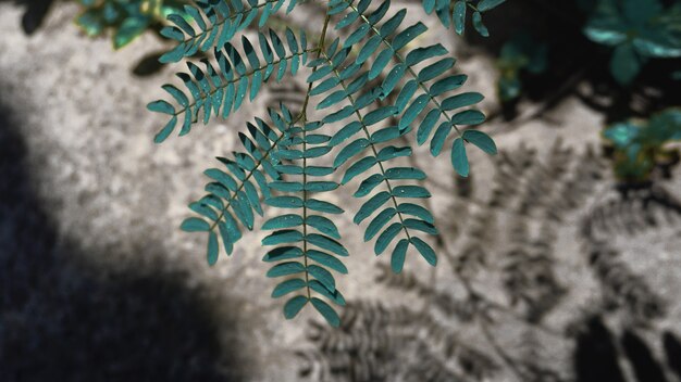 Natural green leaf or leave with shadow near big rock. copy
space background