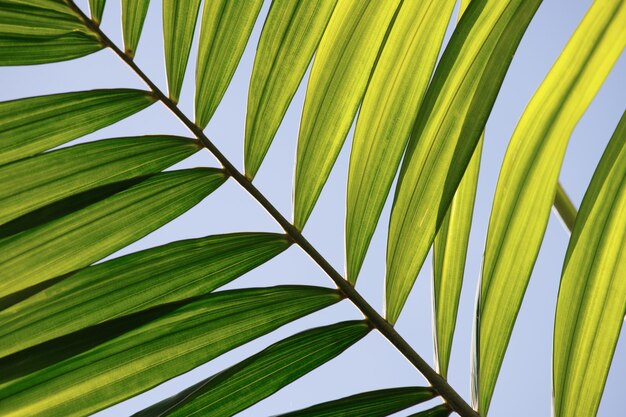 Естественный зеленый лист на фоне пальмы вблизи