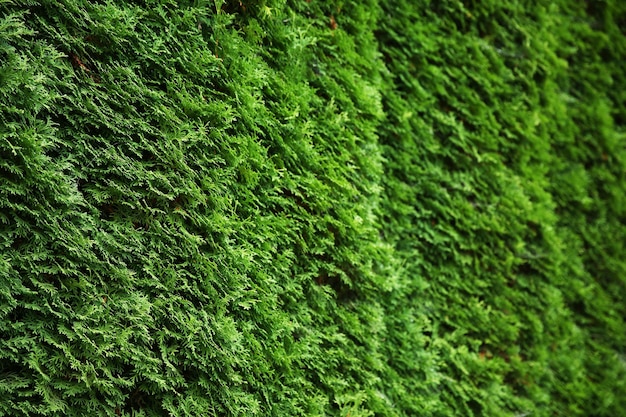 Natural green leaf wall background