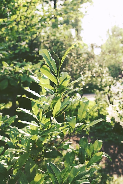 Natural green leaves background in spring park.