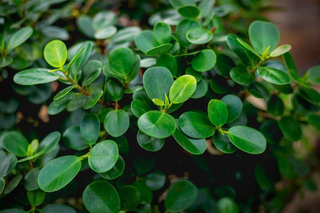 Natural green leaves Background texture leaves