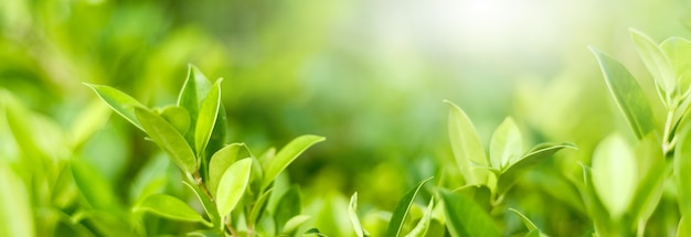 自然な緑の葉の花の背景、美しい生態植物学、バナー用のワイドフォーマットのコピースペース。